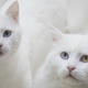 Image for article titled A List of Good Cat Names